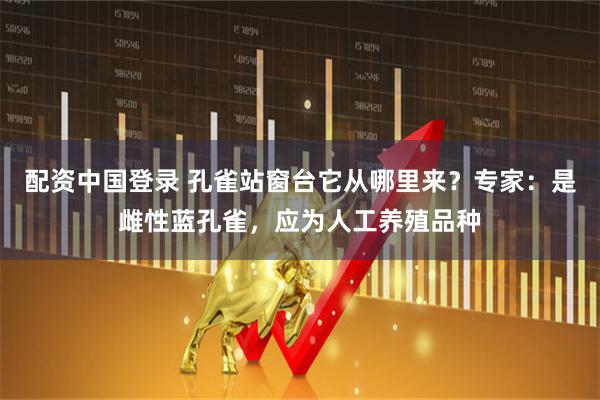 配资中国登录 孔雀站窗台它从哪里来？专家：是雌性蓝孔雀，应为人工养殖品种