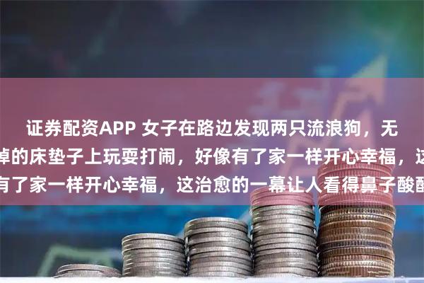 证券配资APP 女子在路边发现两只流浪狗,无家可归的它们在人类扔掉的床垫子上玩耍打闹,好像有了家一样开心幸福,这治愈的一幕让人看得鼻子酸酸的